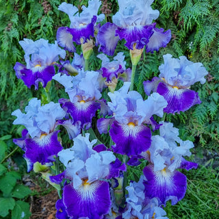 Off Topic Bearded Iris Seeds